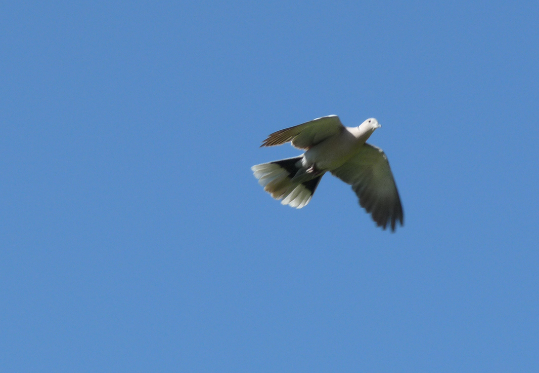 Eurasian Collared Dove Flying